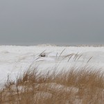 IMG_0313_mod