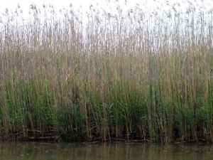 Phragmites Session in Grand Bend