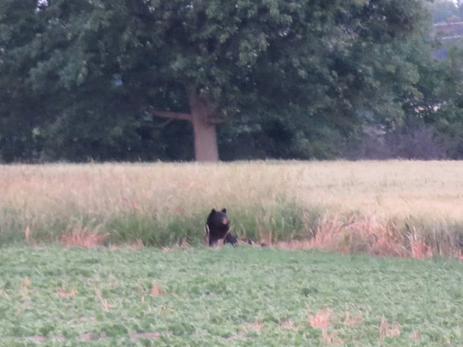 Black bear sighting in Lambton County