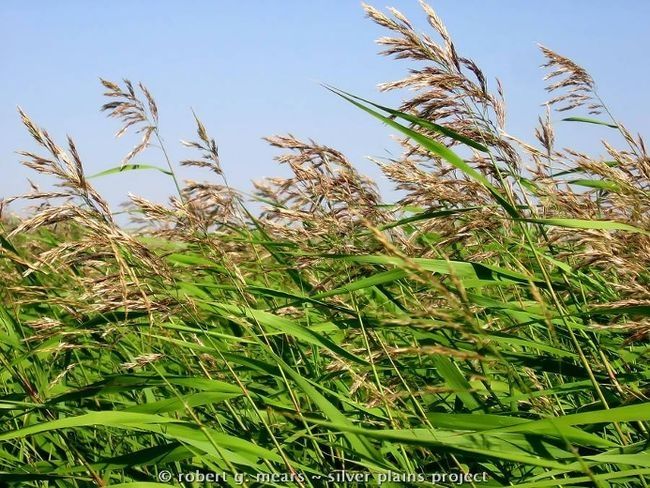 Phragmites conference Tuesday