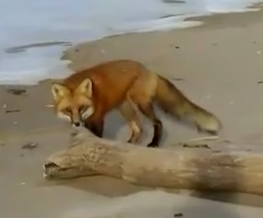 Ippy Fox