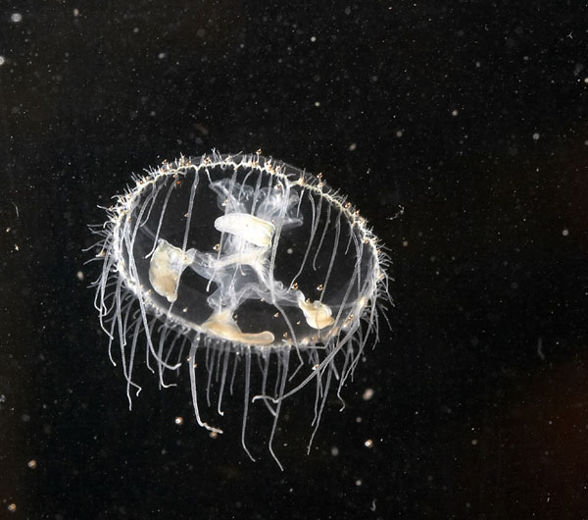 Freshwater jellyfish invade Great Lakes