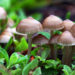 Baby_mushrooms