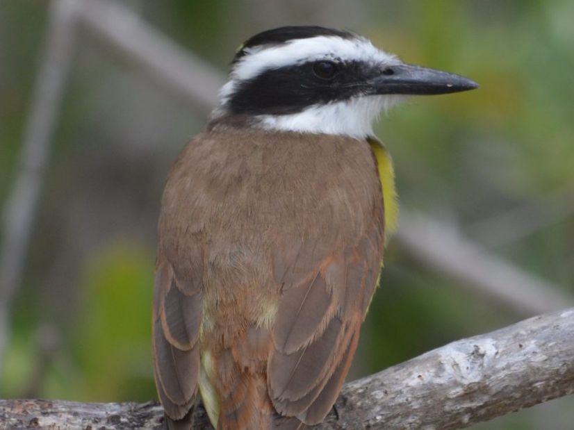 Fall viewing of migrant birds