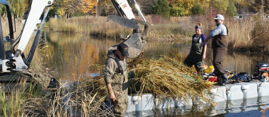 Ducks Unlimited helping limit spread of phragmites