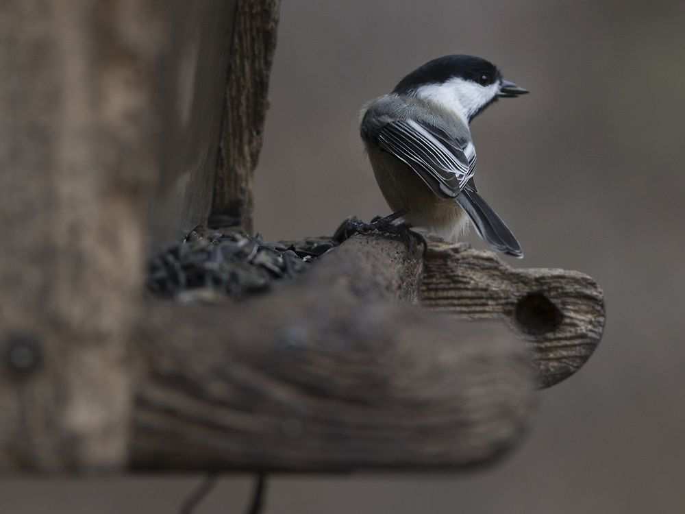 Christmas bird counts