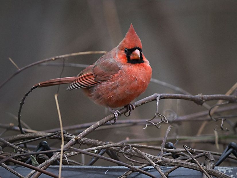 Local Bird Counting