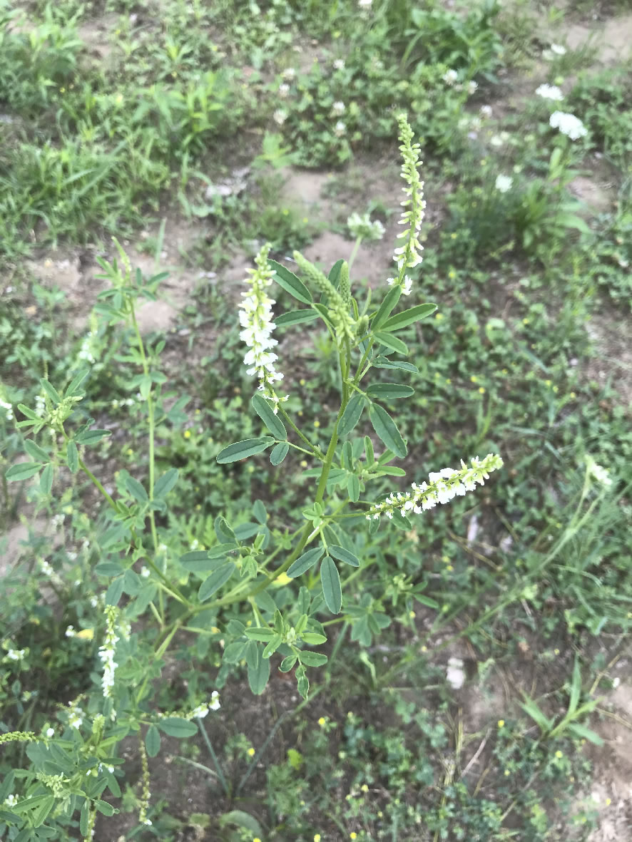 Invasive Sweet White Clover