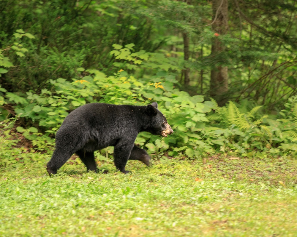 Bear Sighting in Ipperwash Area